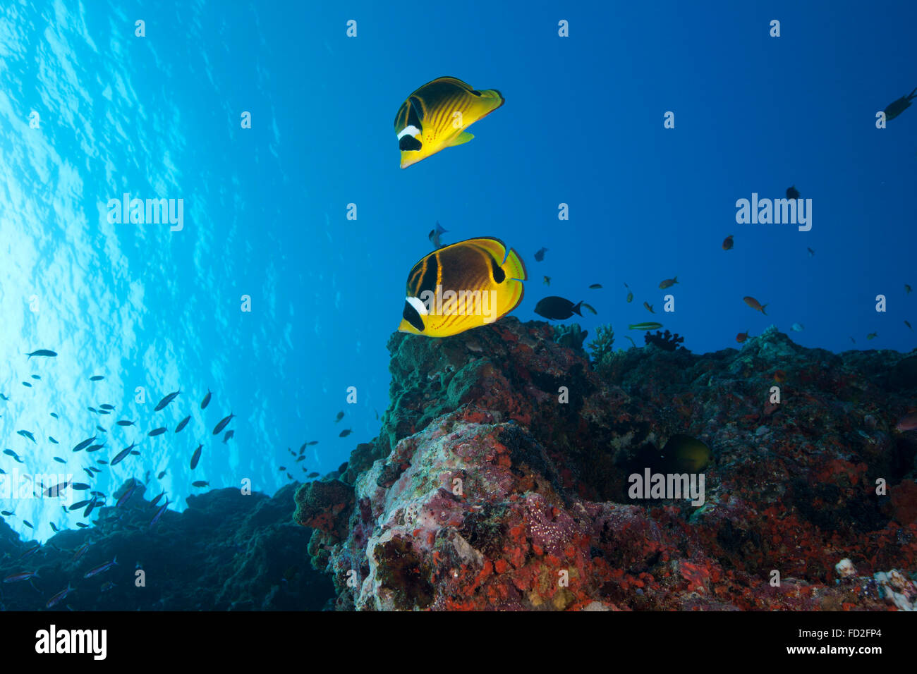 A pair of racoon butterflyfish (Chaetodon lunula) swimming in Fiji waters. Stock Photo