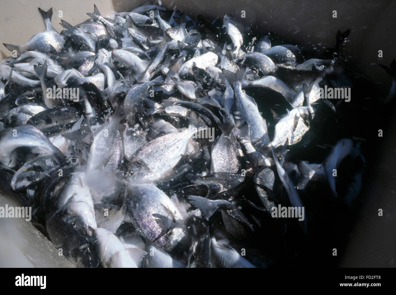Sea bass farming in Saronikos, Greece Stock Photo Alamy