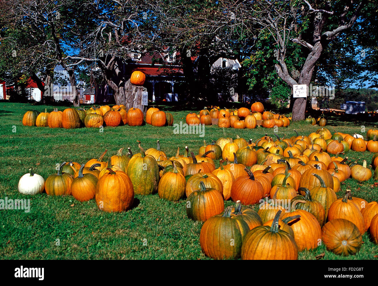 Fall pumpkin patch,Prince Edward Island Stock Photo