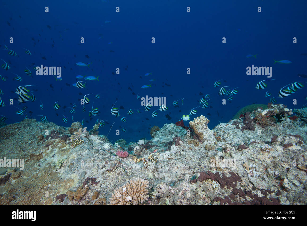 School of moorish idols (Zanclus cornutus) and yellowtail fusiliers swim along a coral drop off, Fiji. Stock Photo