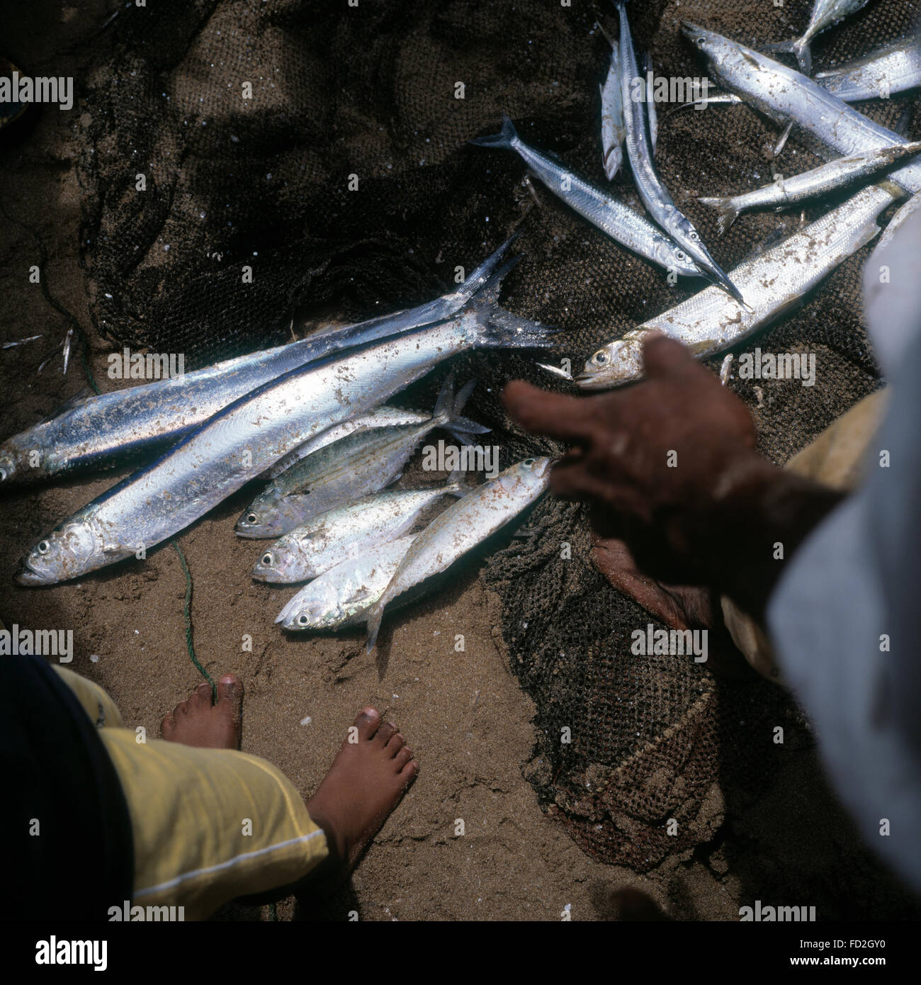 Fish caught by hand nets after the Tsunami that hit Beruwala Sri lanka. Stock Photo