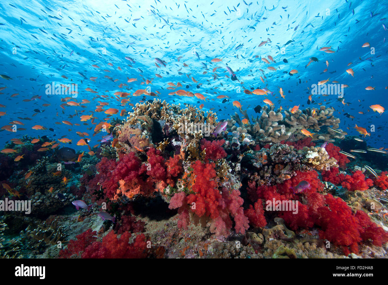 Schooling anthias fish and healthy corals of Beqa Lagoon, Fiji. Stock Photo