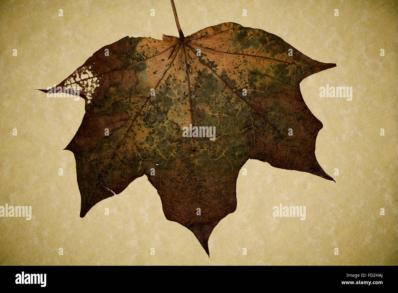 Dried Autumn Leaf Stock Photo