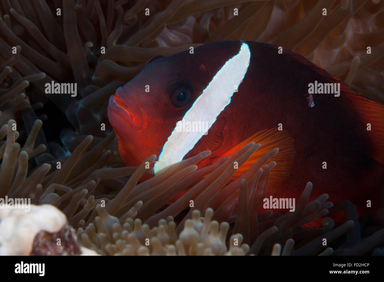 Tomato clownfish in its host anenome, Fiji. Stock Photo