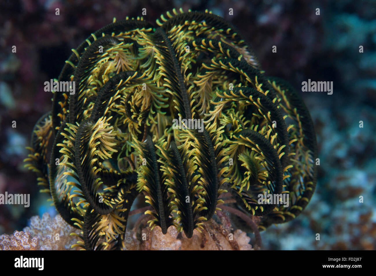 Yellow criniod feather star balled up on the reefs edge in Fiji. Stock Photo
