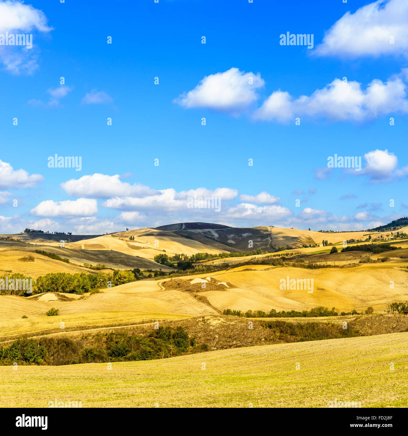 Typical rural landscape of Tuscany with yellow field and blue sky hills near Volterra, Italy. Stock Photo