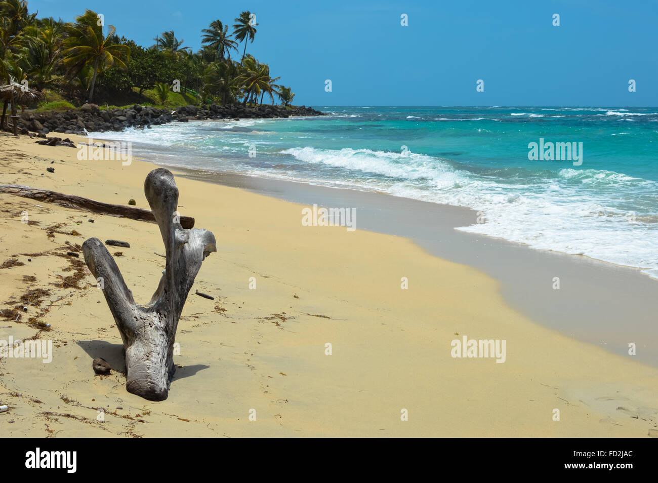 Natural tree sculpture on a beautiful tropical beach of the Great Corn Island in the Caribbean Sea, Nicaragua Stock Photo