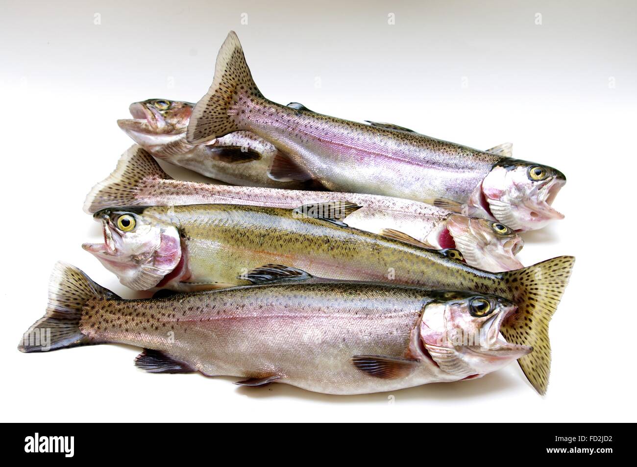 Five fresh rainbow trout Stock Photo Alamy