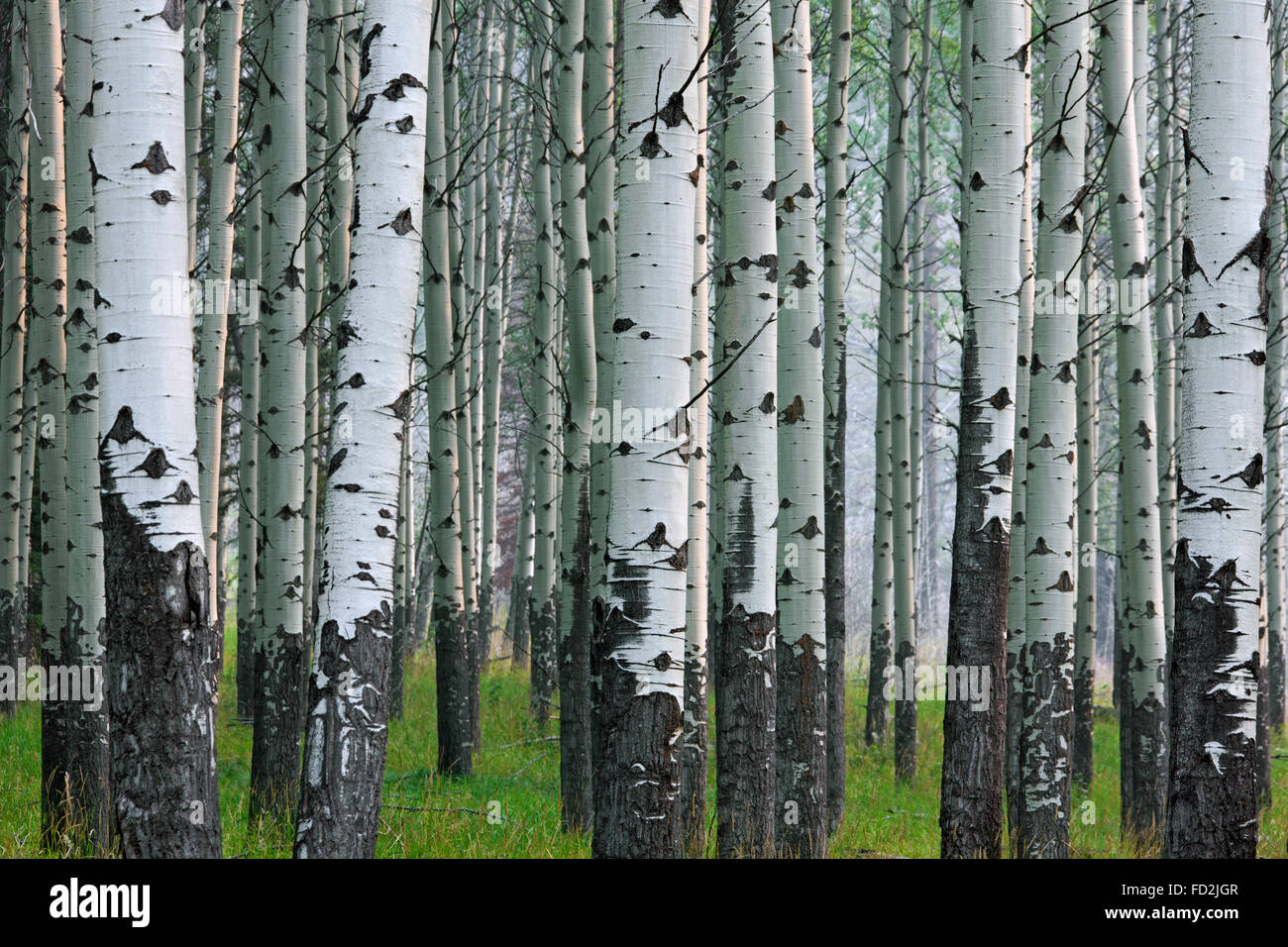 Quaking aspen / trembling aspen (Populus tremuloides), detail of tree trunks in forest, native to North America and Canada Stock Photo
