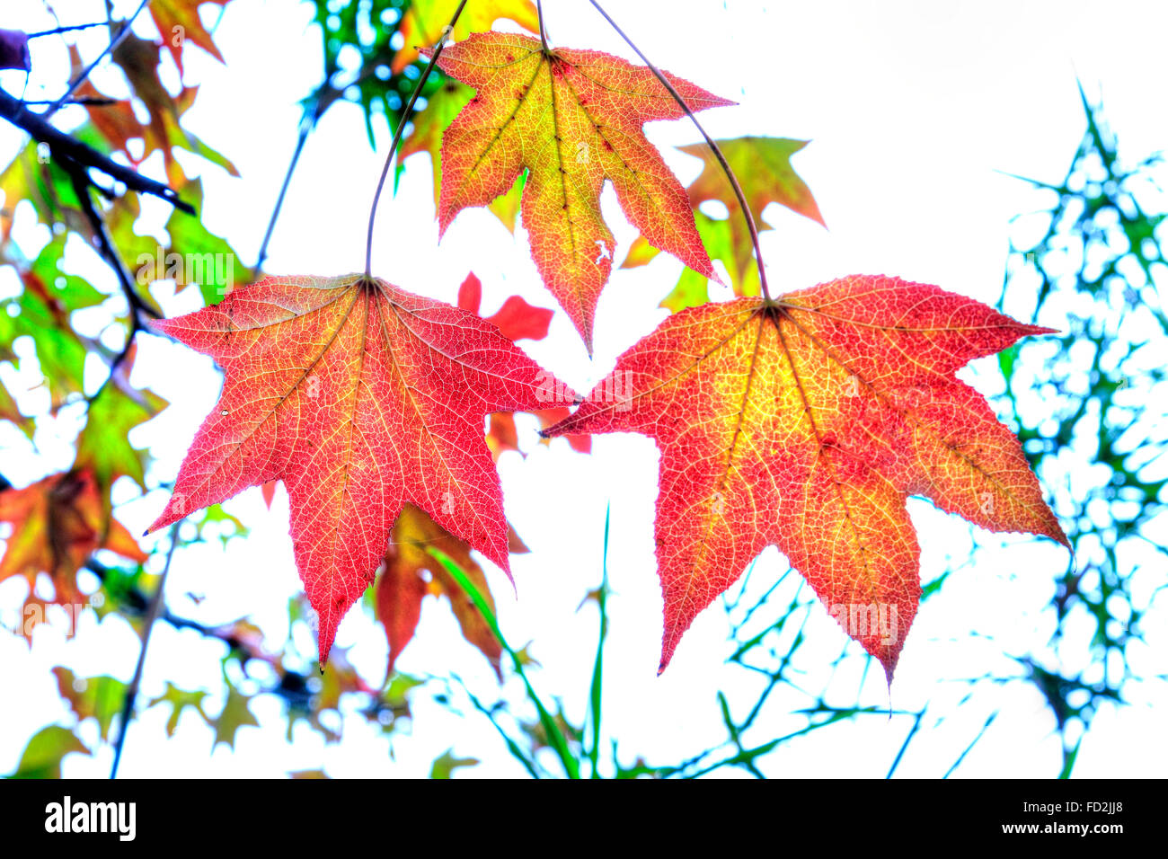 Autumn maple tree hi-res stock photography and images - Alamy