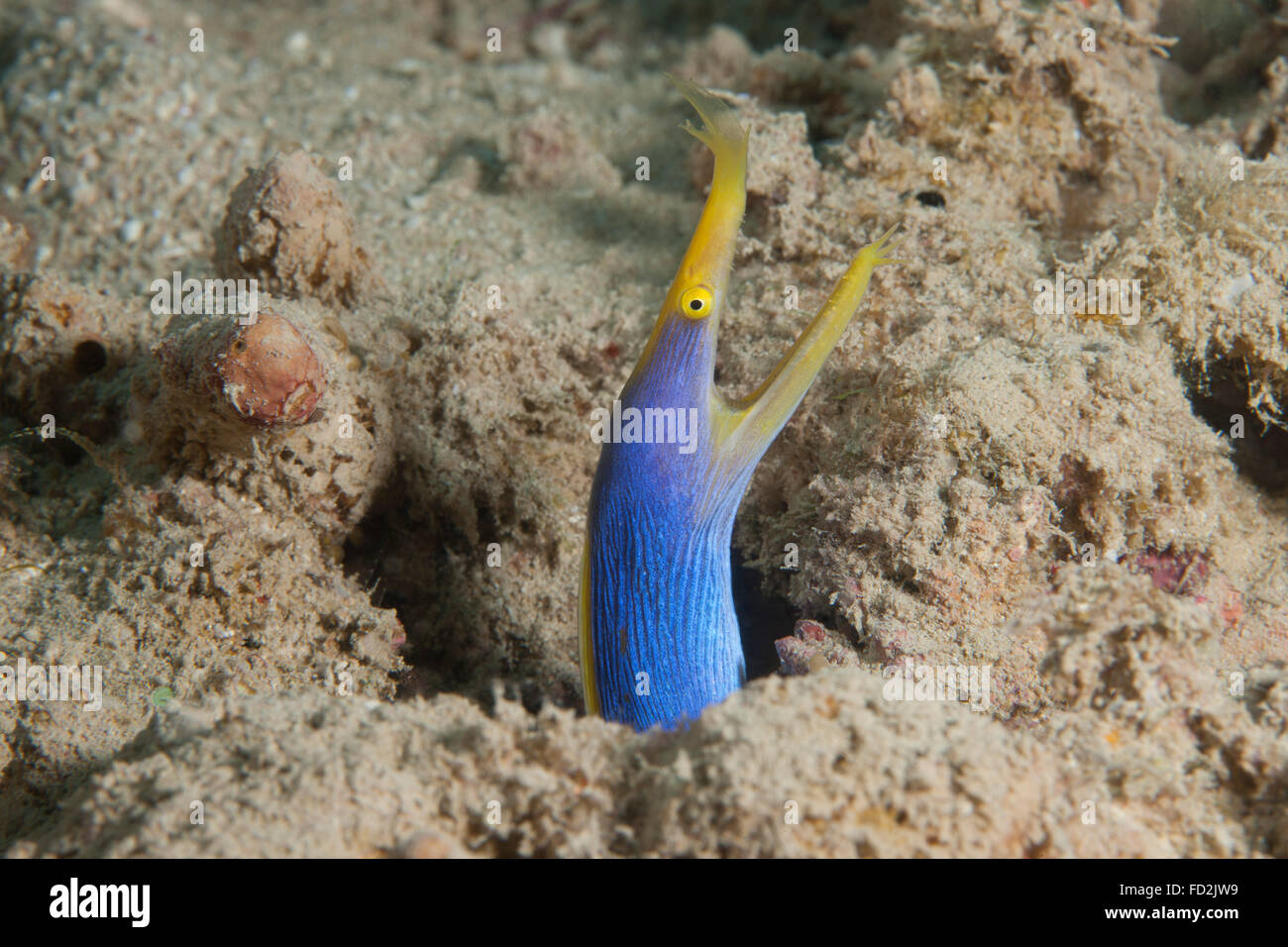 Blue ribbon eel with mouth wide open on a Fijian reef. Stock Photo