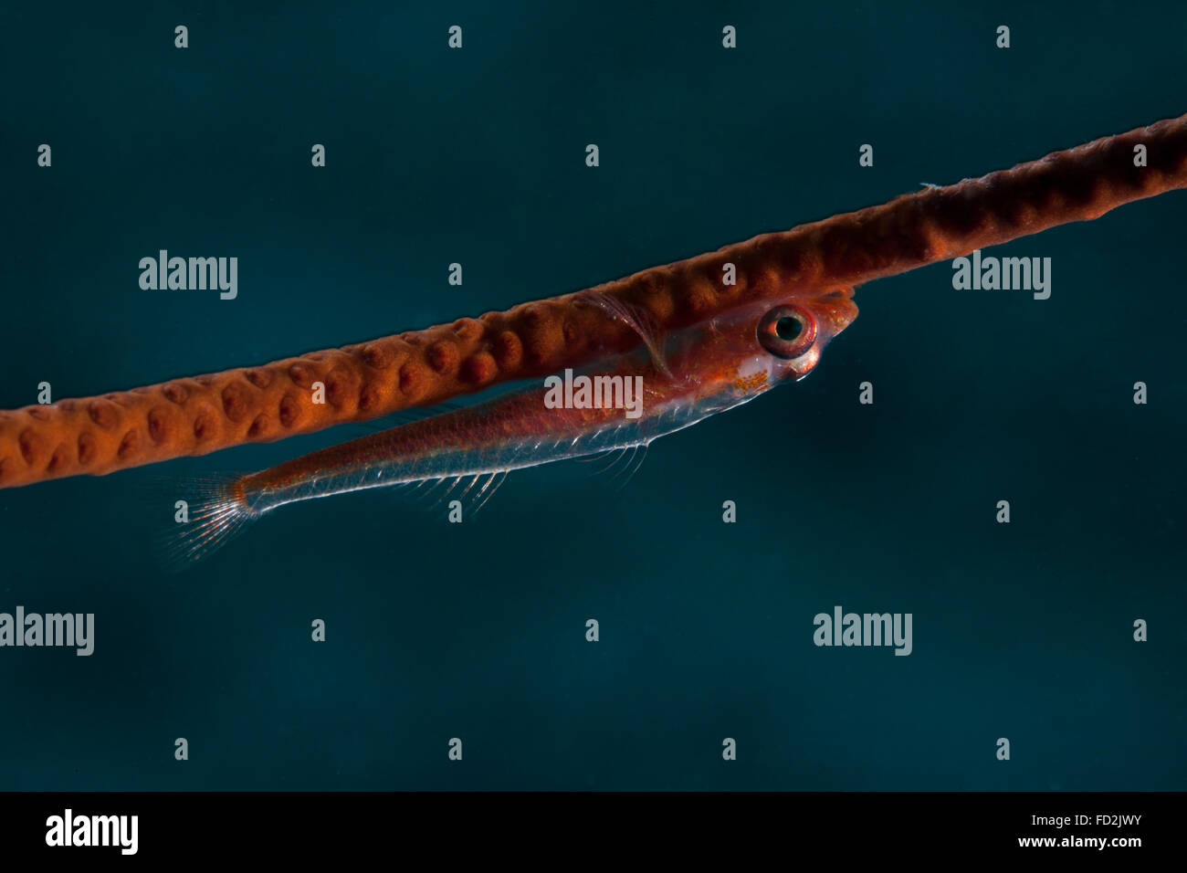 Whip coral goby, Fiji. Stock Photo