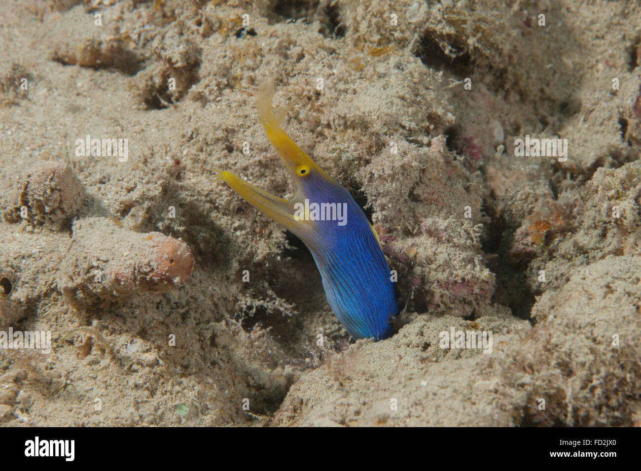 Blue ribbon eel with mouth wide open on a Fijian reef. Stock Photo