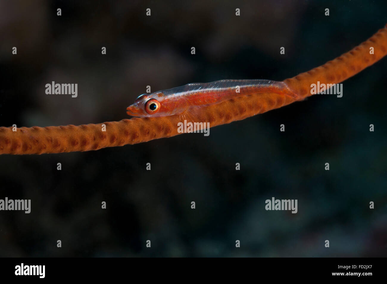 Whip coral goby, Fiji. Stock Photo