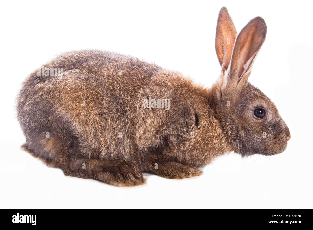 Young wild rabbit Cut Out Stock Images & Pictures - Alamy