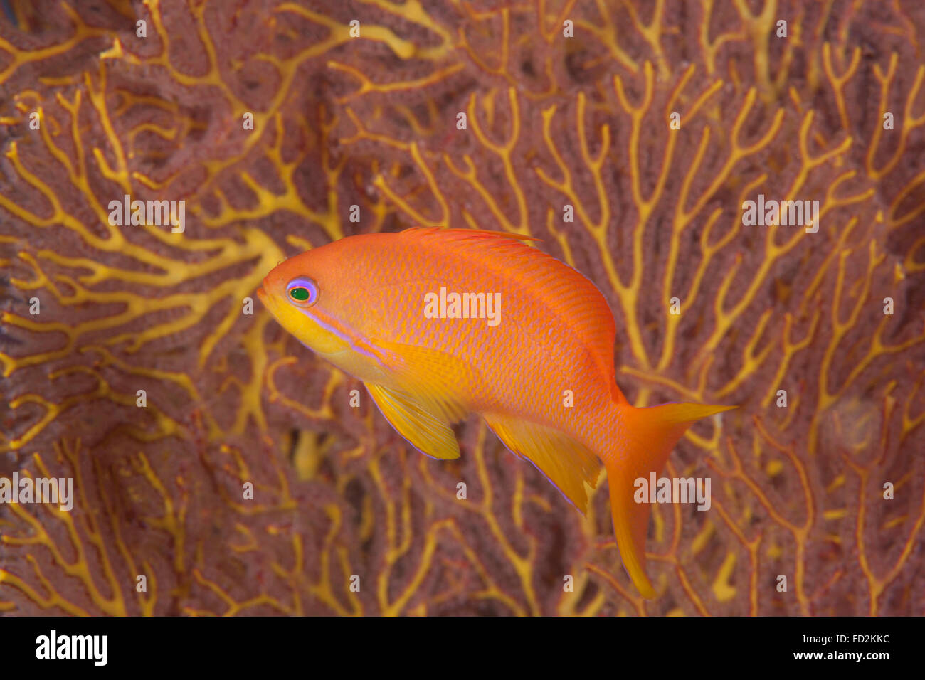 Scalefin anthias fish (Pseudanthias squamipinnis) Beqa Lagoon, Fiji. Stock Photo