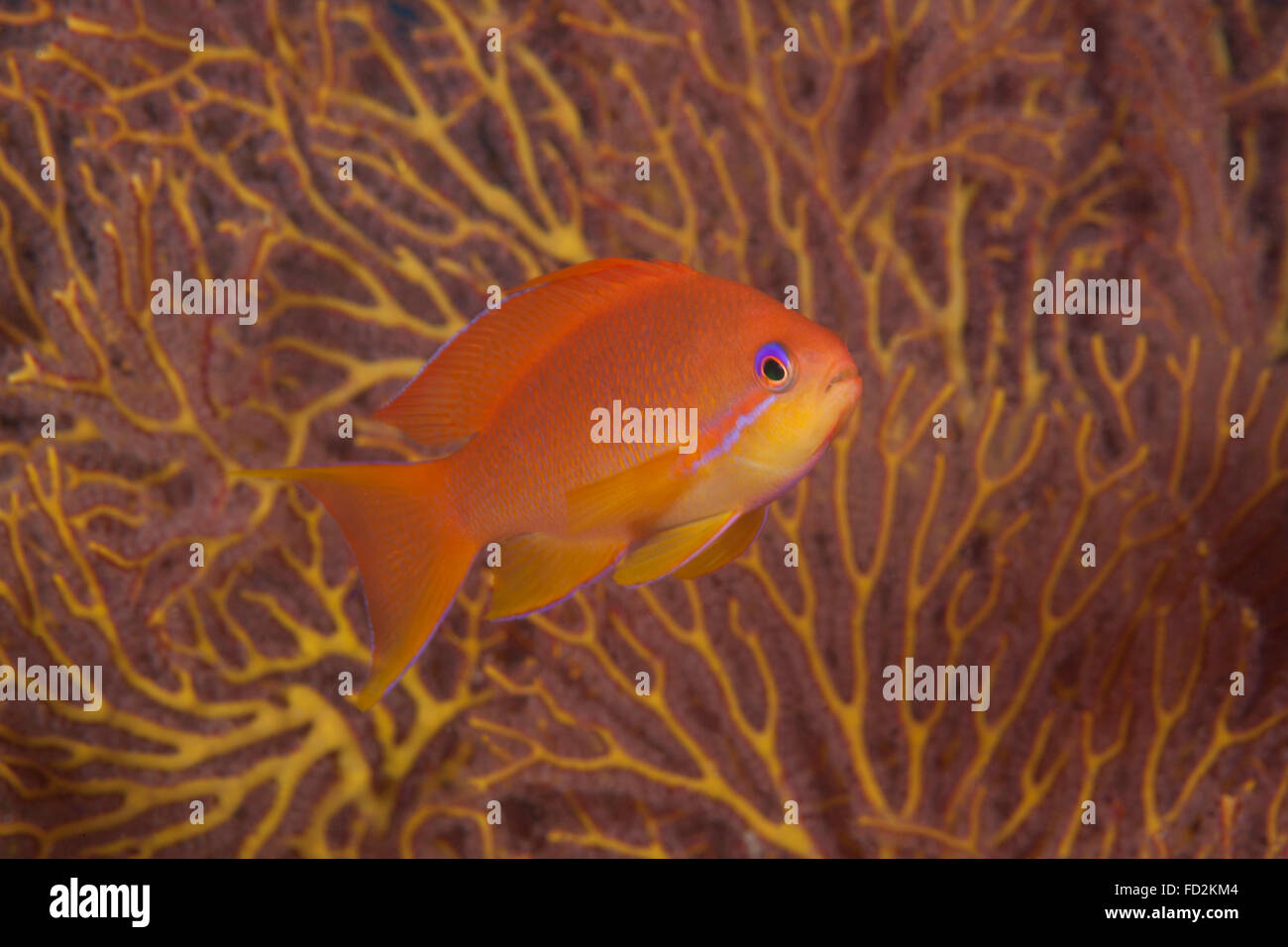 Scalefin anthias fish (Pseudanthias squamipinnis) Beqa Lagoon, Fiji. Stock Photo