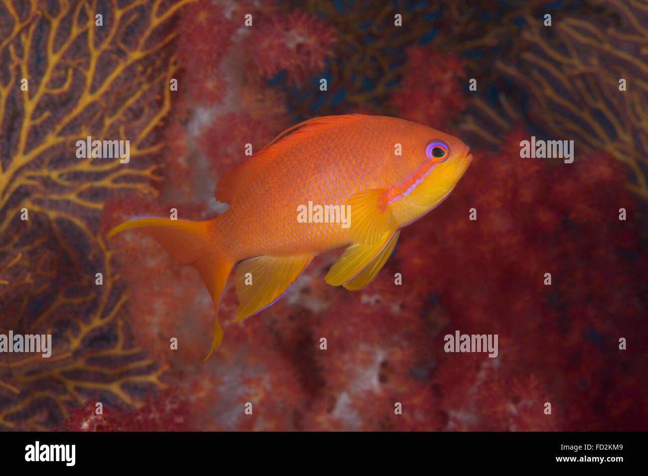 Scalefin anthias fish (Pseudanthias squamipinnis) Beqa Lagoon, Fiji. Stock Photo