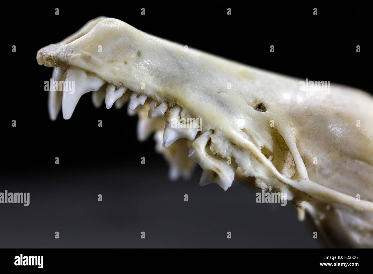Close up upper jaw showing insectivorous spike-like incisors / front teeth and chewing molars of shrew mouse (Soricidae) Stock Photo