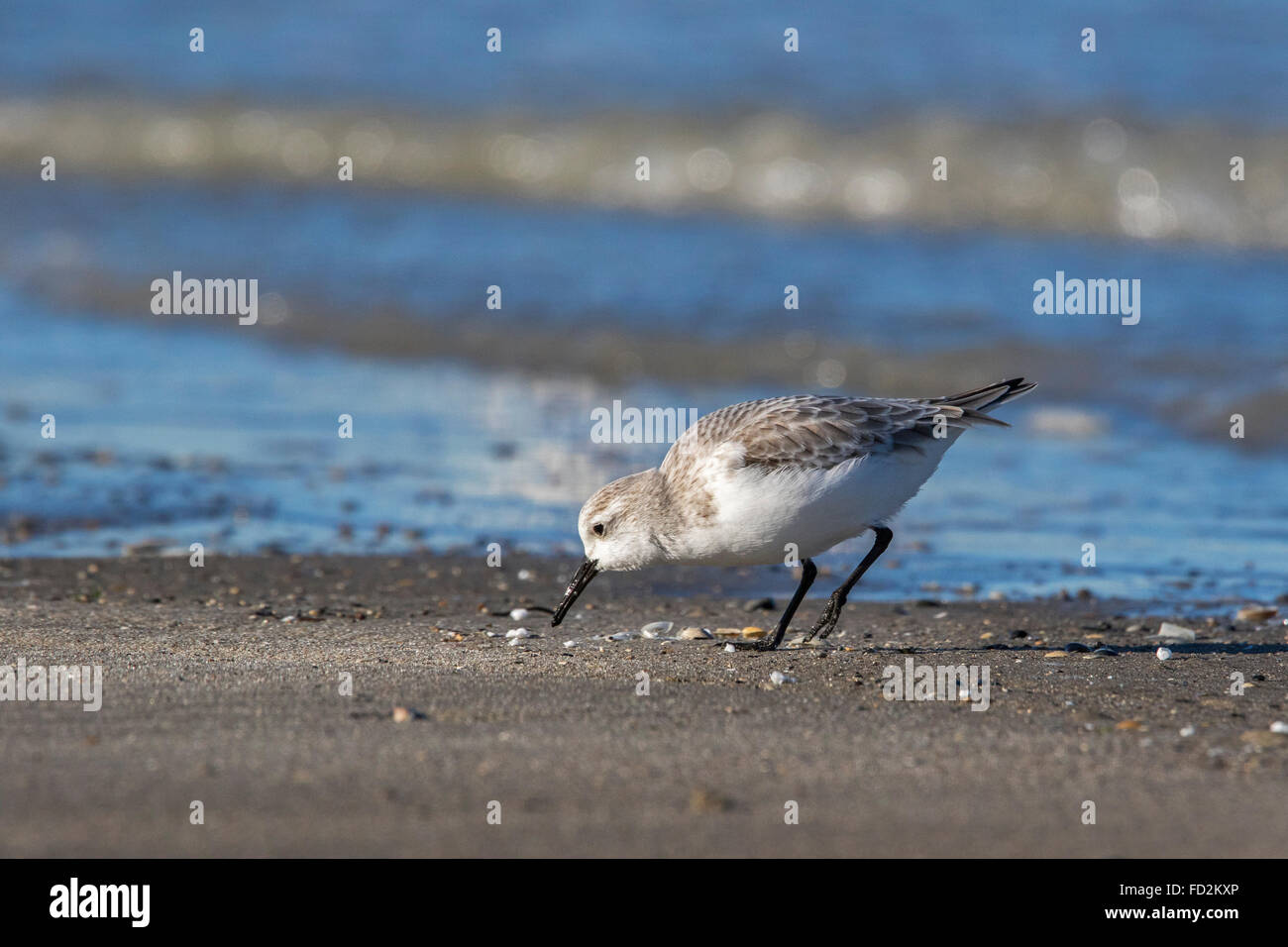 Sanderling (Calidris alba) in non-breeding plumage foraging at the edge of the surf along the North Sea coast in winter Stock Photo