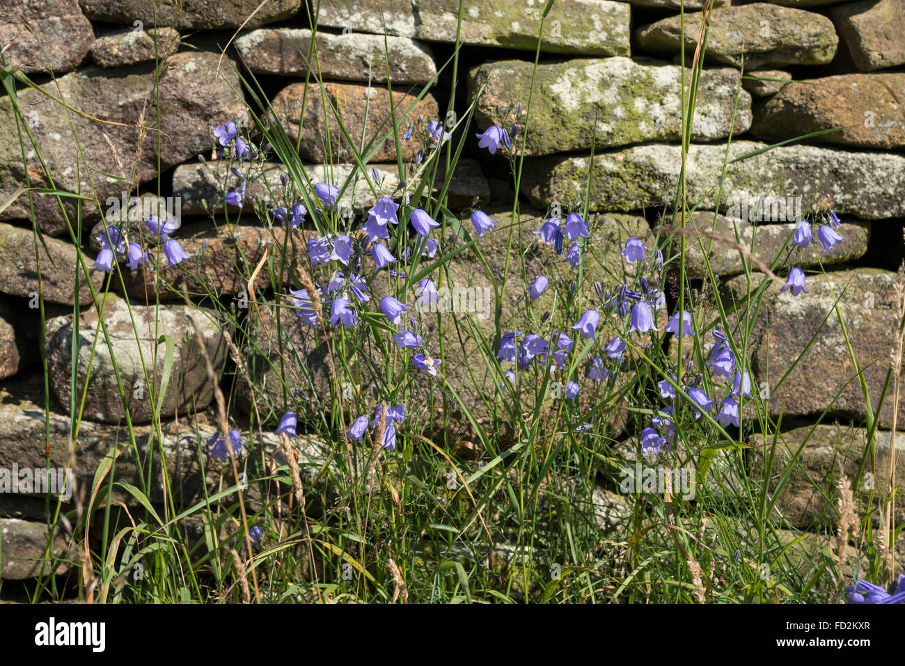 Pale blue Harebells (campanula rotundifolia) growing beside a drystone wall in Derbyshire, England. Stock Photo