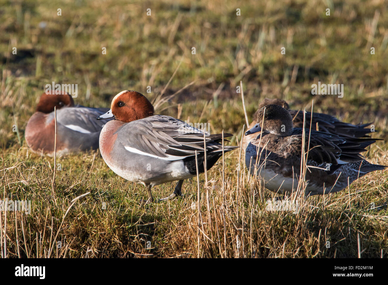 Eurasian wigeon / Eurasian widgeon (Anas penelope / Mareca penelope) males and females resting in grassland Stock Photo