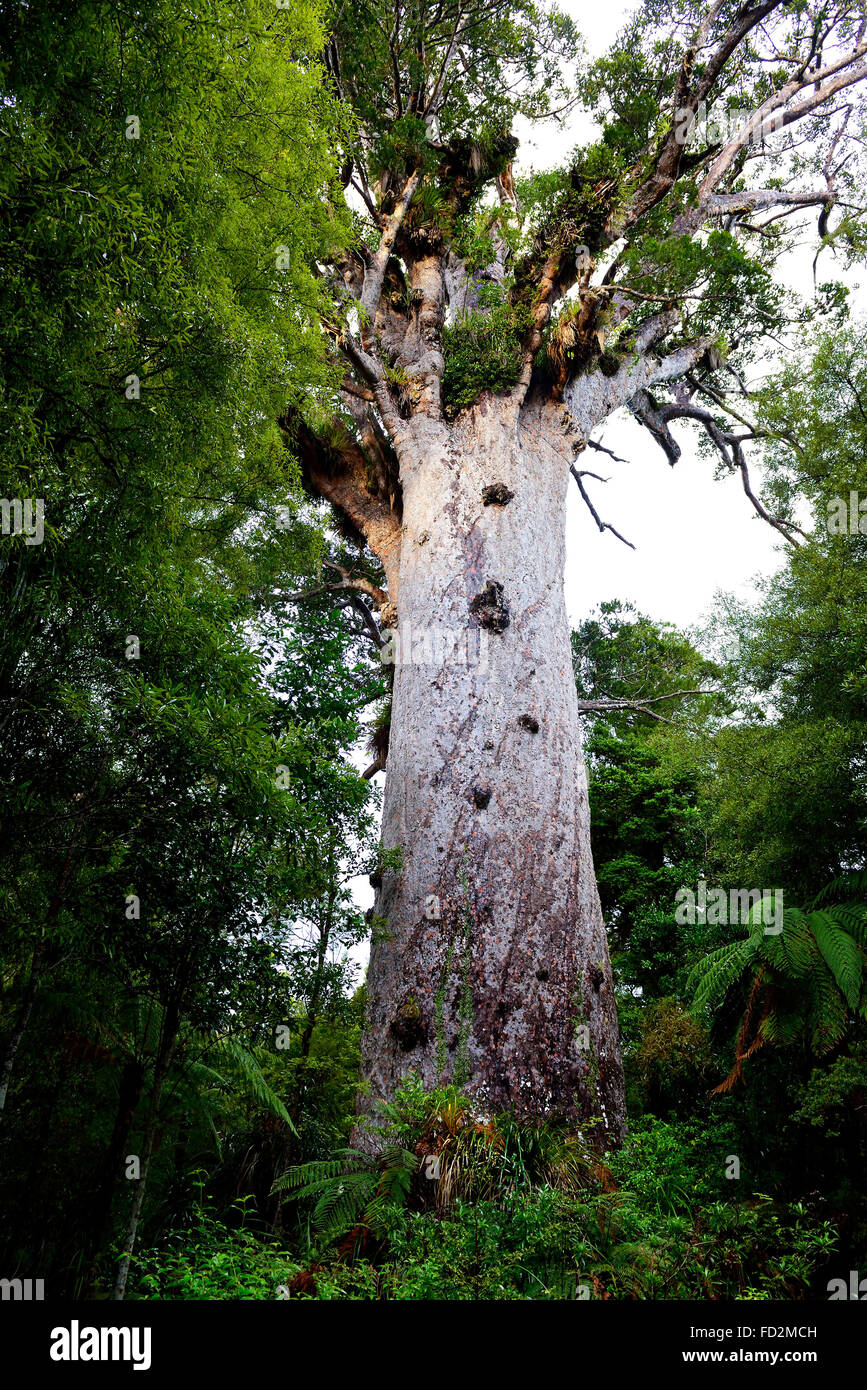 Te Matua Ngahere' (Father of the Forest) – the Giant native  kauri tree - the second largest living kauri tree in New Zealand. Stock Photo