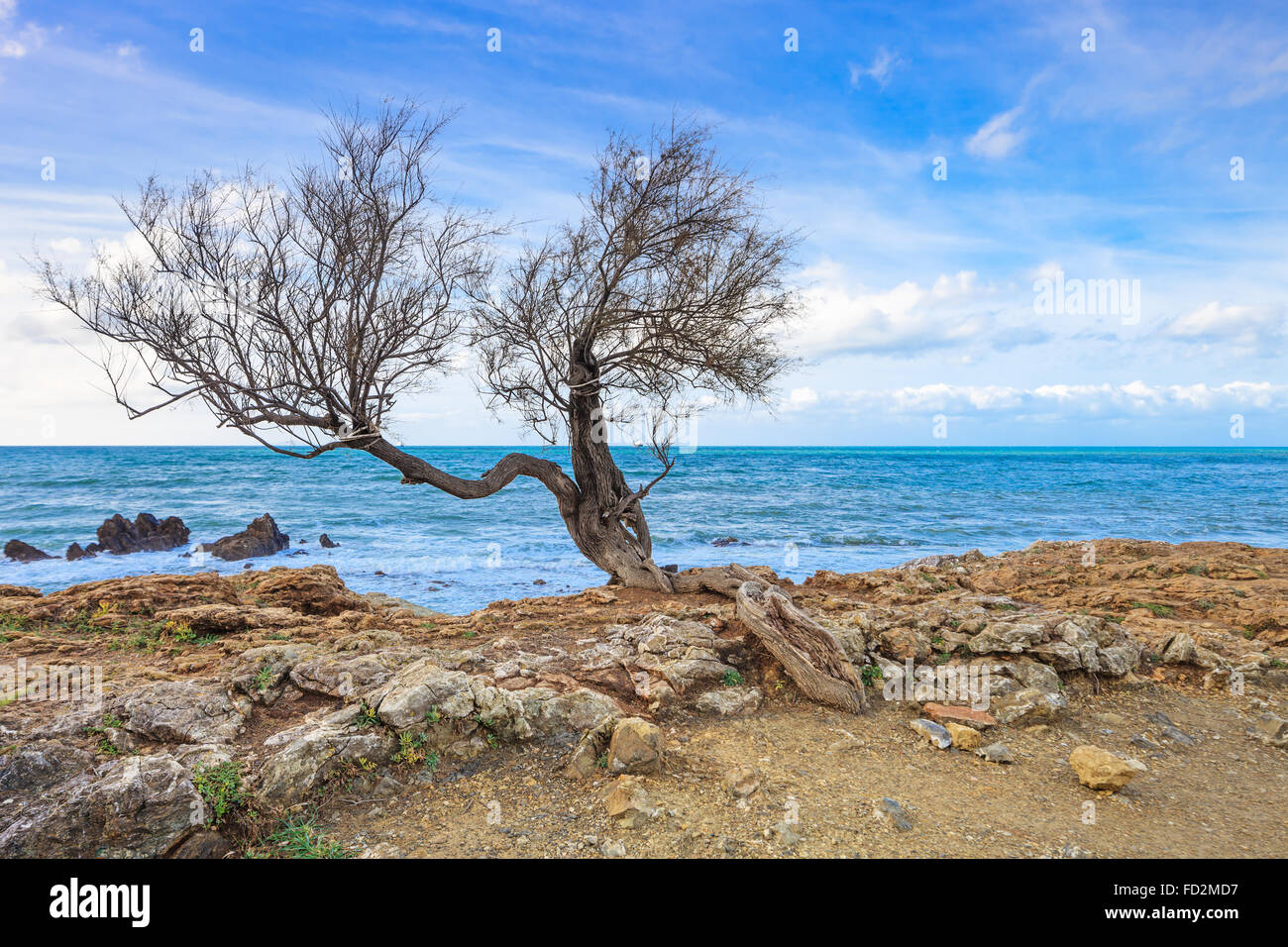 Tamarisk or salt cedar or tamarix curved tree on rock beach and blue ocean on background. Stock Photo