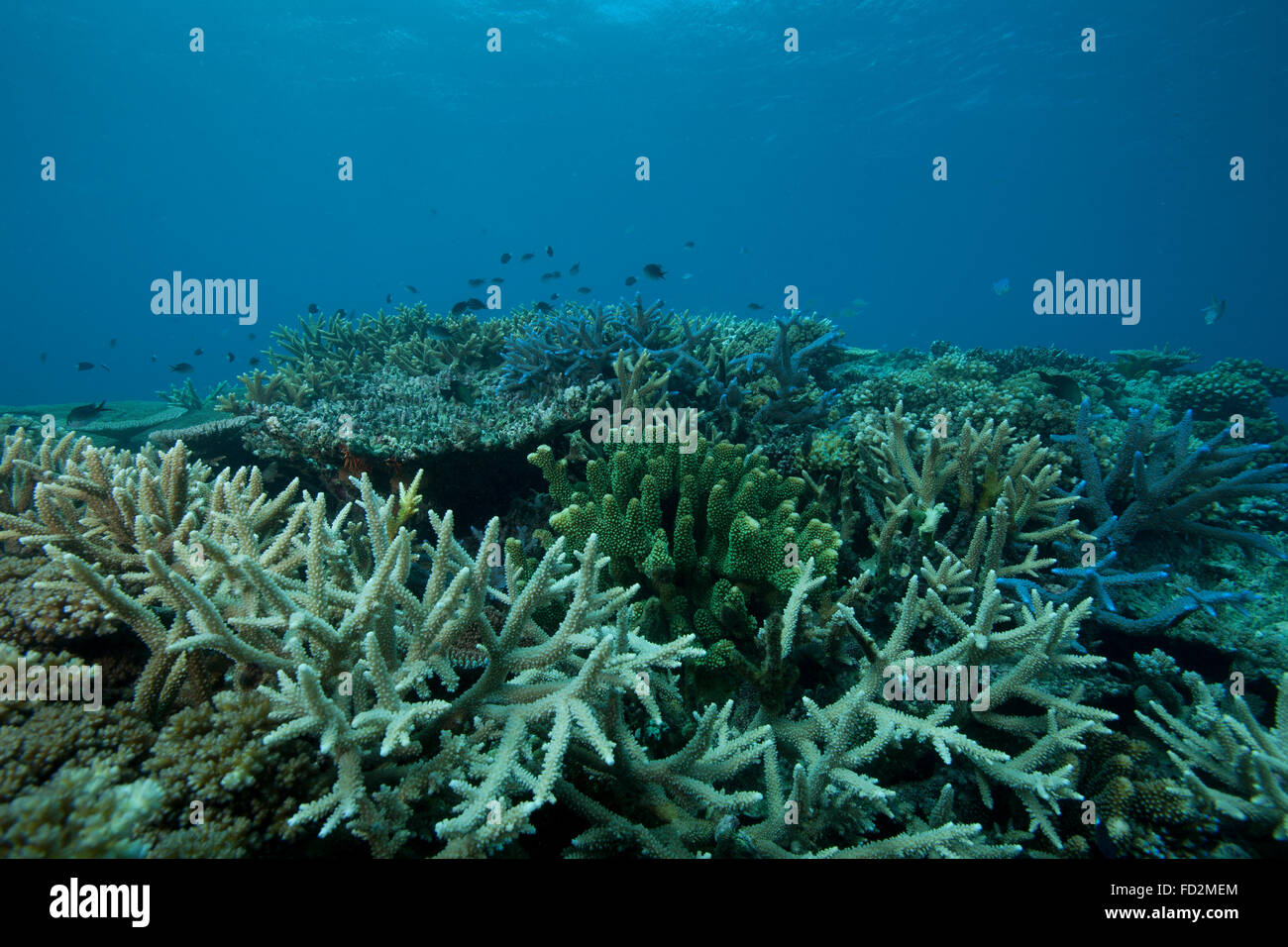 Healthy corals cover a reef in Beqa Lagoon, Fiji. Stock Photo