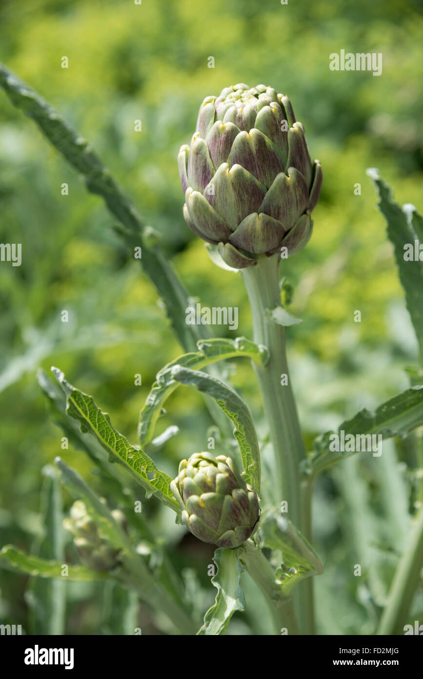 Close up of a globe artichoke flower in early summer Stock Photo Alamy