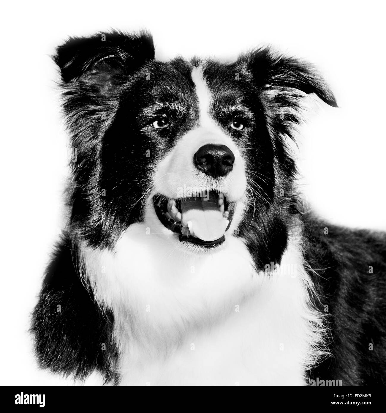 Border collie / Scottish sheep dog, black and white close up dog portrait Stock Photo