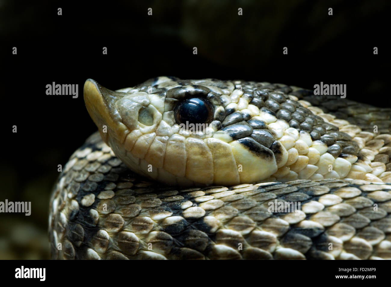 Western hognose snake / prairie hognosed snake / Texas rooter