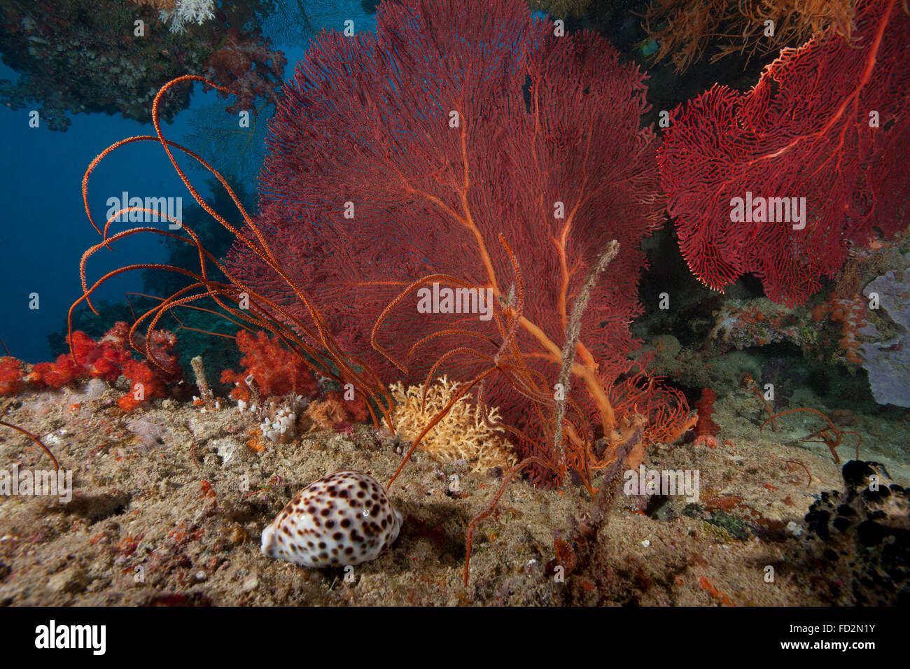 A large red gorgonian sea fan and large tiger cowrie (Cypraea tigrisis), Beqa Lagoon, Fiji. Stock Photo