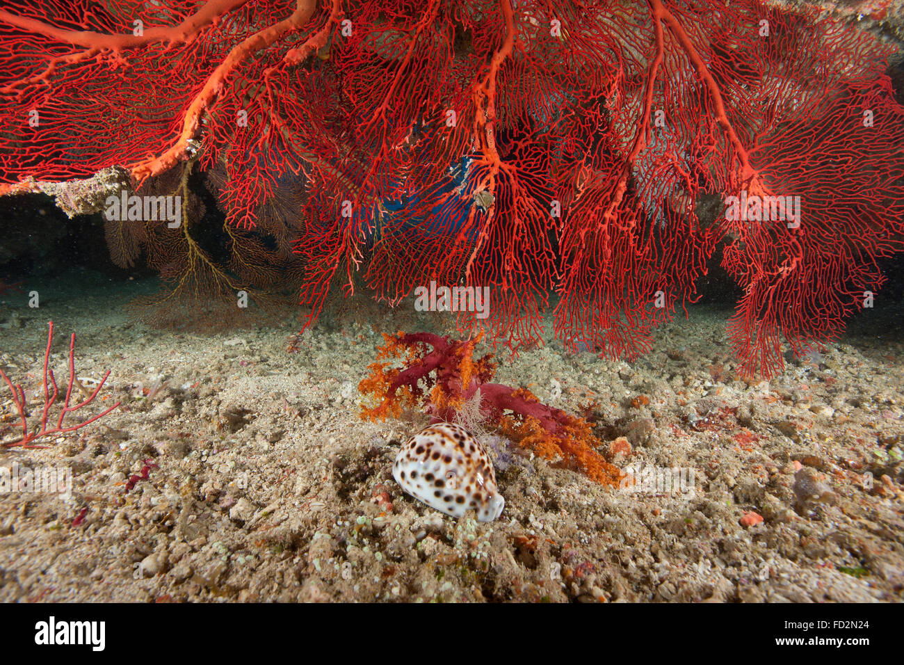 A large red gorgonian sea fan and large tiger cowrie (Cypraea tigrisis), Beqa Lagoon, Fiji. Stock Photo