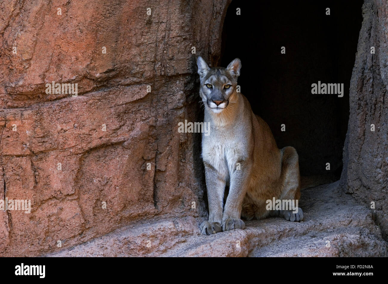 Puma / mountain lion / cougar (Felis concolor) sitting in the shade at entrance of cave, native to the Americas Stock Photo