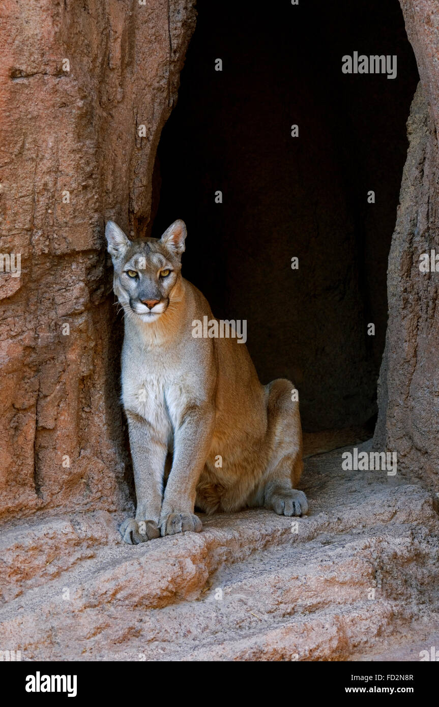 Puma / mountain lion / cougar (Felis concolor) sitting in the shade at  entrance of cave, native to the Americas Stock Photo - Alamy