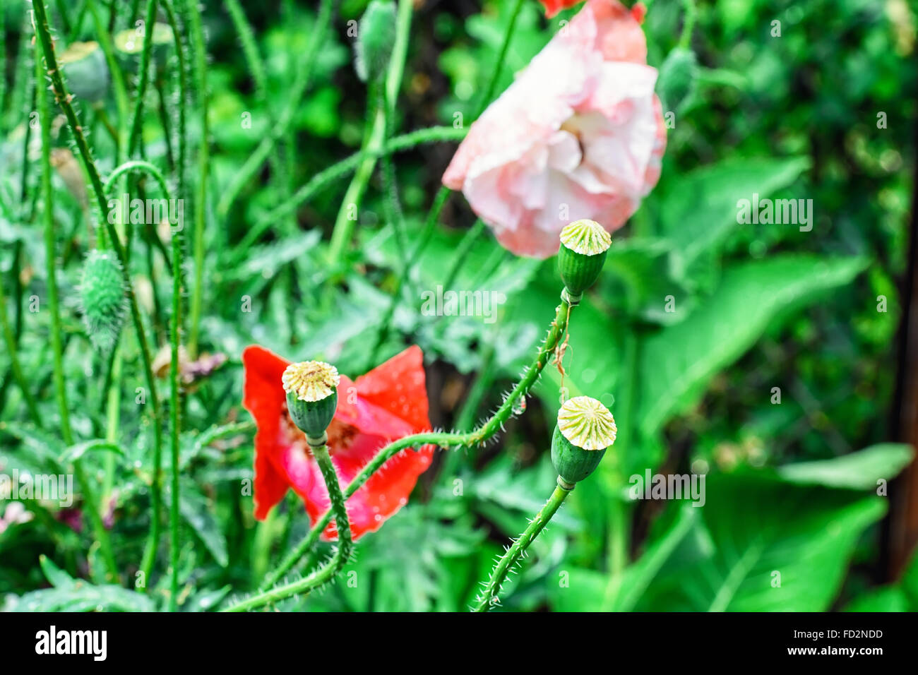 Green lawn with flowers and plants.Selective focus Stock Photo - Alamy