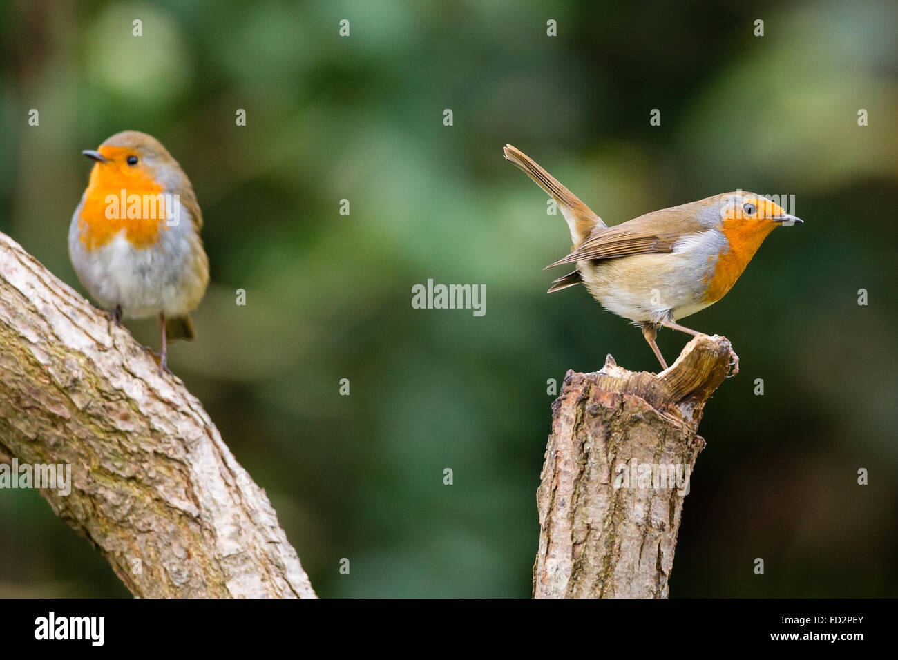 Pair of robins hires stock photography and images Alamy