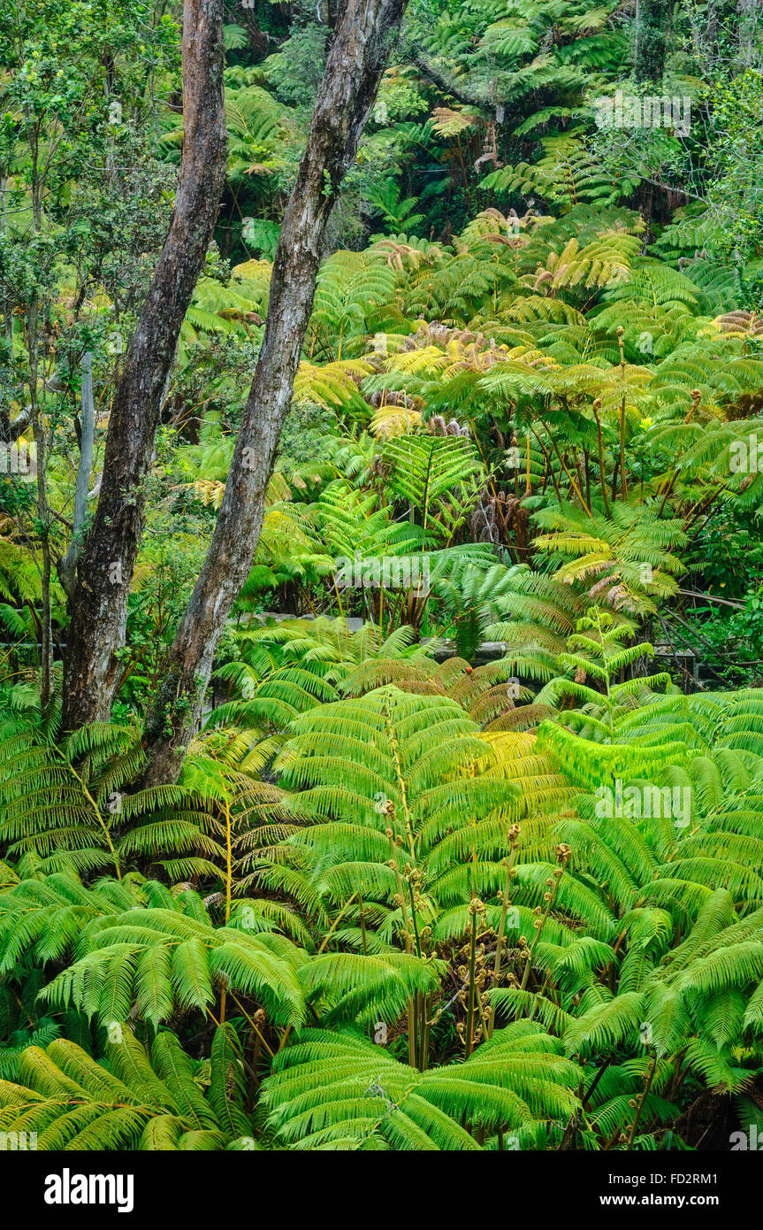 Tree fern and ohia tree native rainforest at Thurston Lava Tube, Hawaii