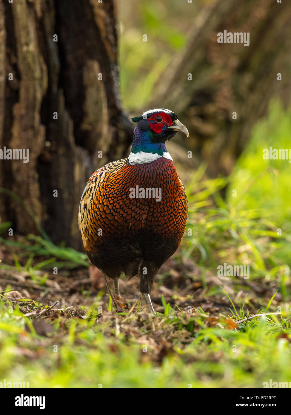Beautiful Male Ring-necked Pheasant (Phasianus colchicus) foraging in natural woodland forest setting. Full, facing front. Stock Photo