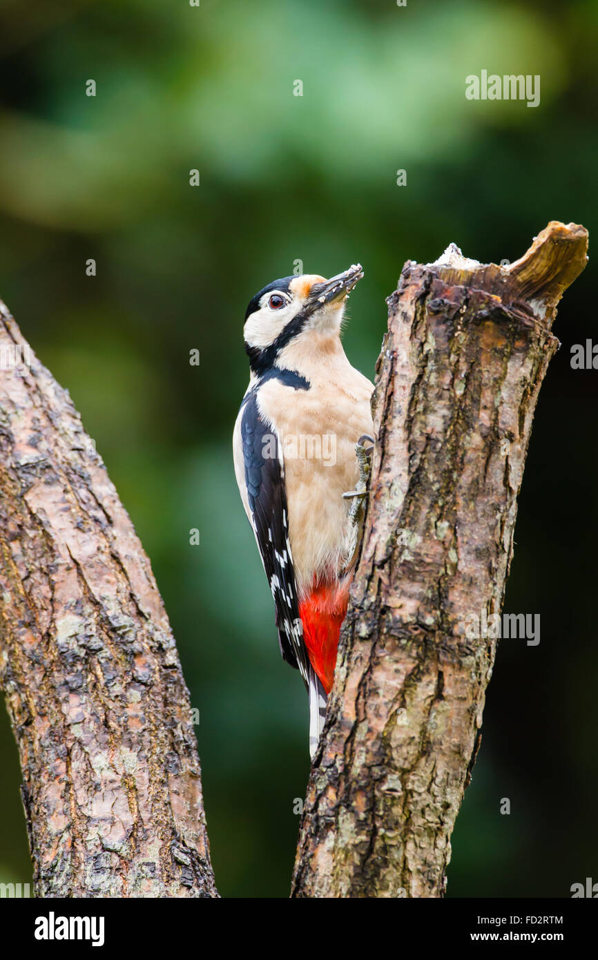 Woodpecker in a tree Stock Photo Alamy