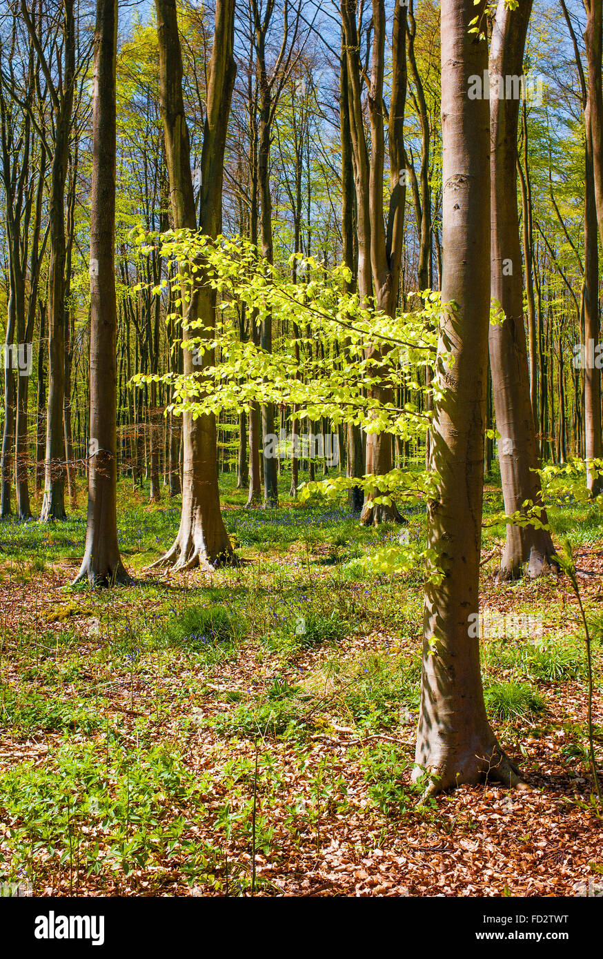New growth in beech woodland in West Woods Marlborough Wiltshire UK