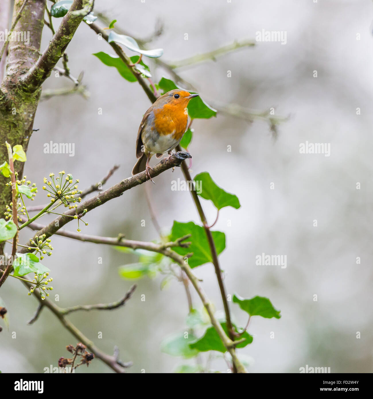 Robin sitting in a tree Stock Photo