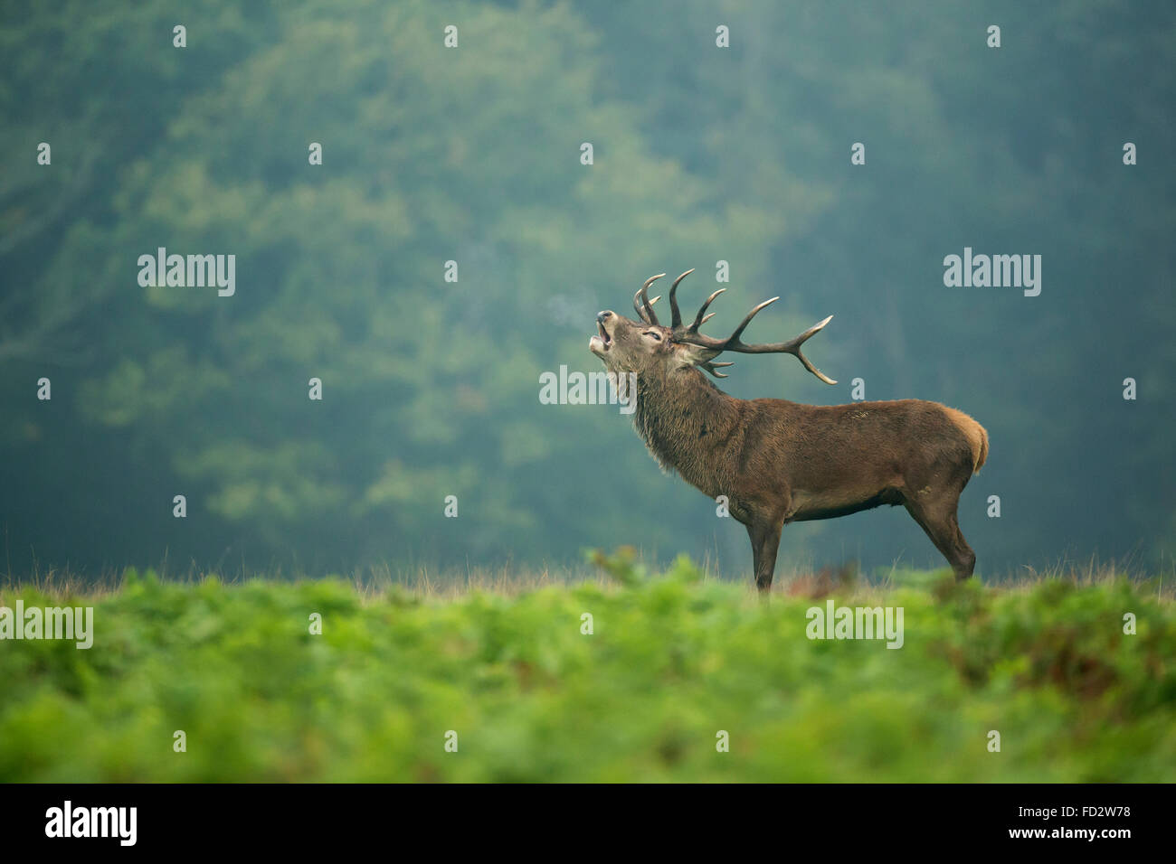 Red deer (Cervus elaphus) stag in the early morning mist during the rutting season Stock Photo