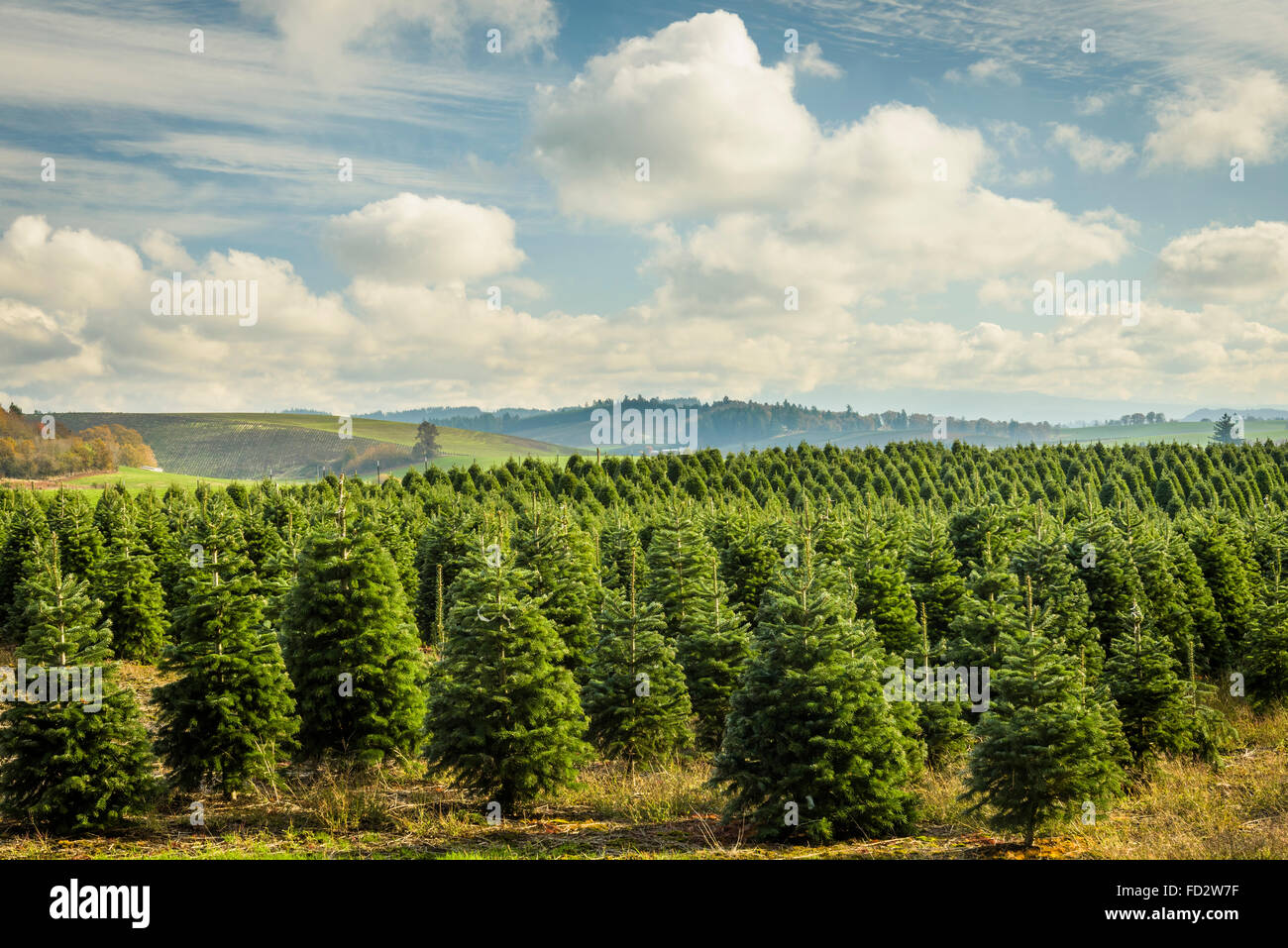 Christmas tree farm, Marion County, Oregon. Stock Photo