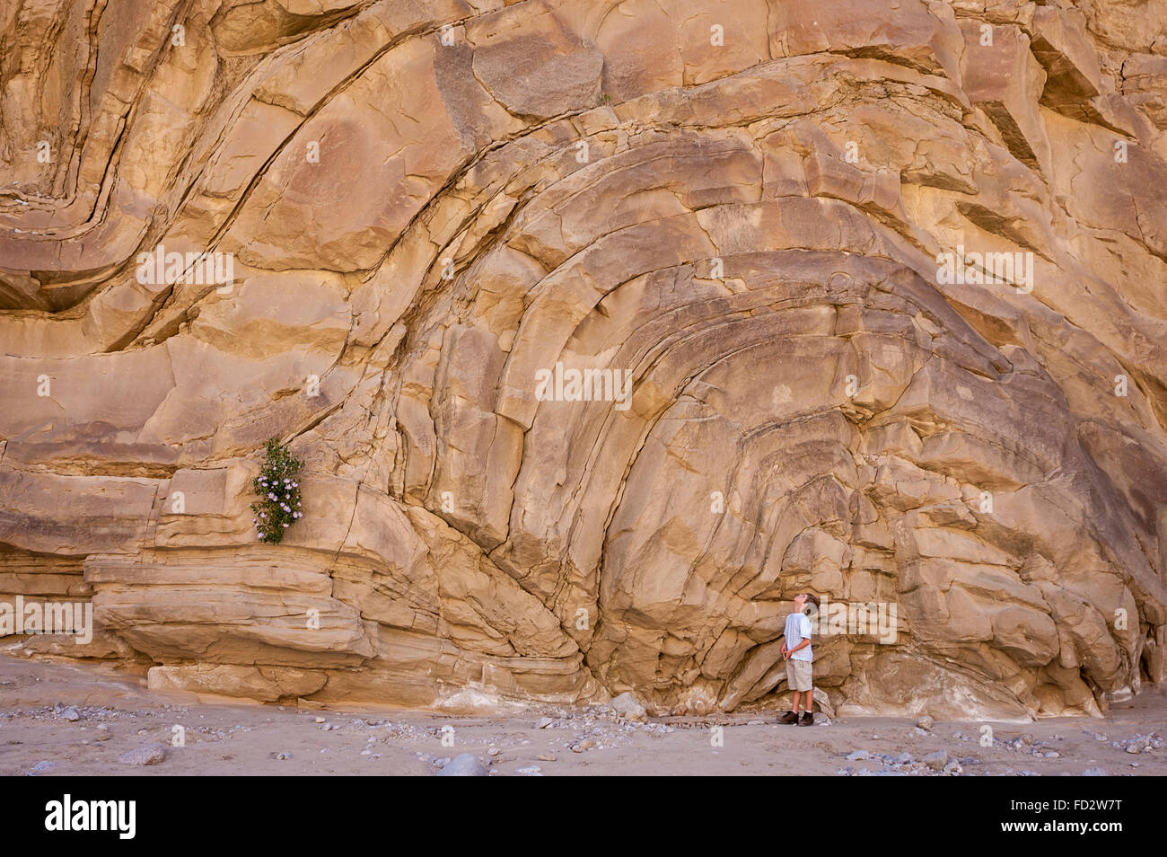 Young boy looking up at rock formation in Fish Creek Wash, Anza-Borrego Desert State Park, California, USA. Stock Photo