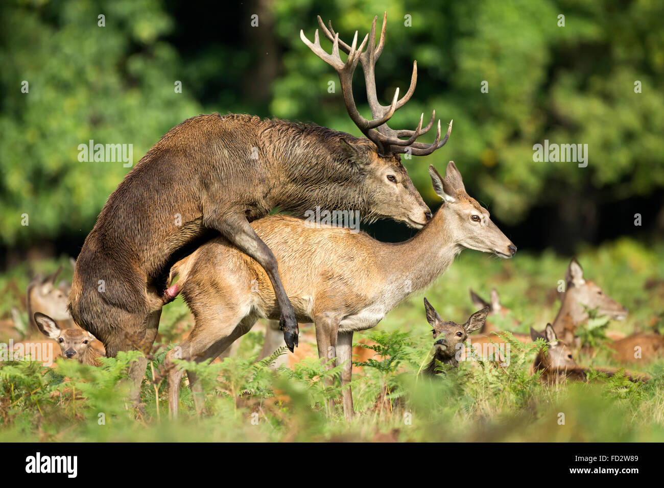 Red deer (Cervus elaphus) mating during the rutting season Stock Photo