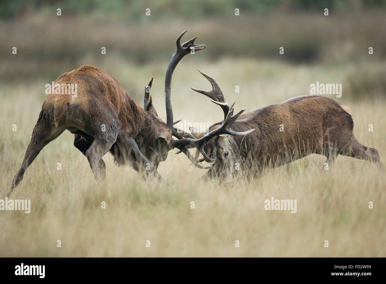 Red deer (Cervus elaphus) stags battling during the rutting season Stock Photo