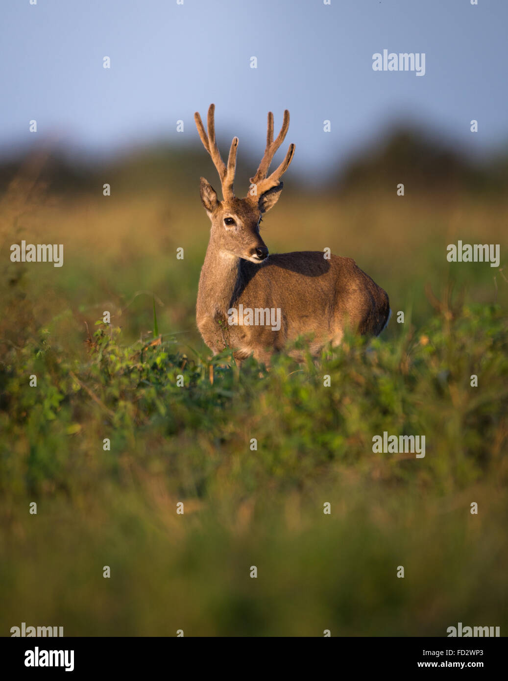 A male Pampas Deer in Brazil Stock Photo