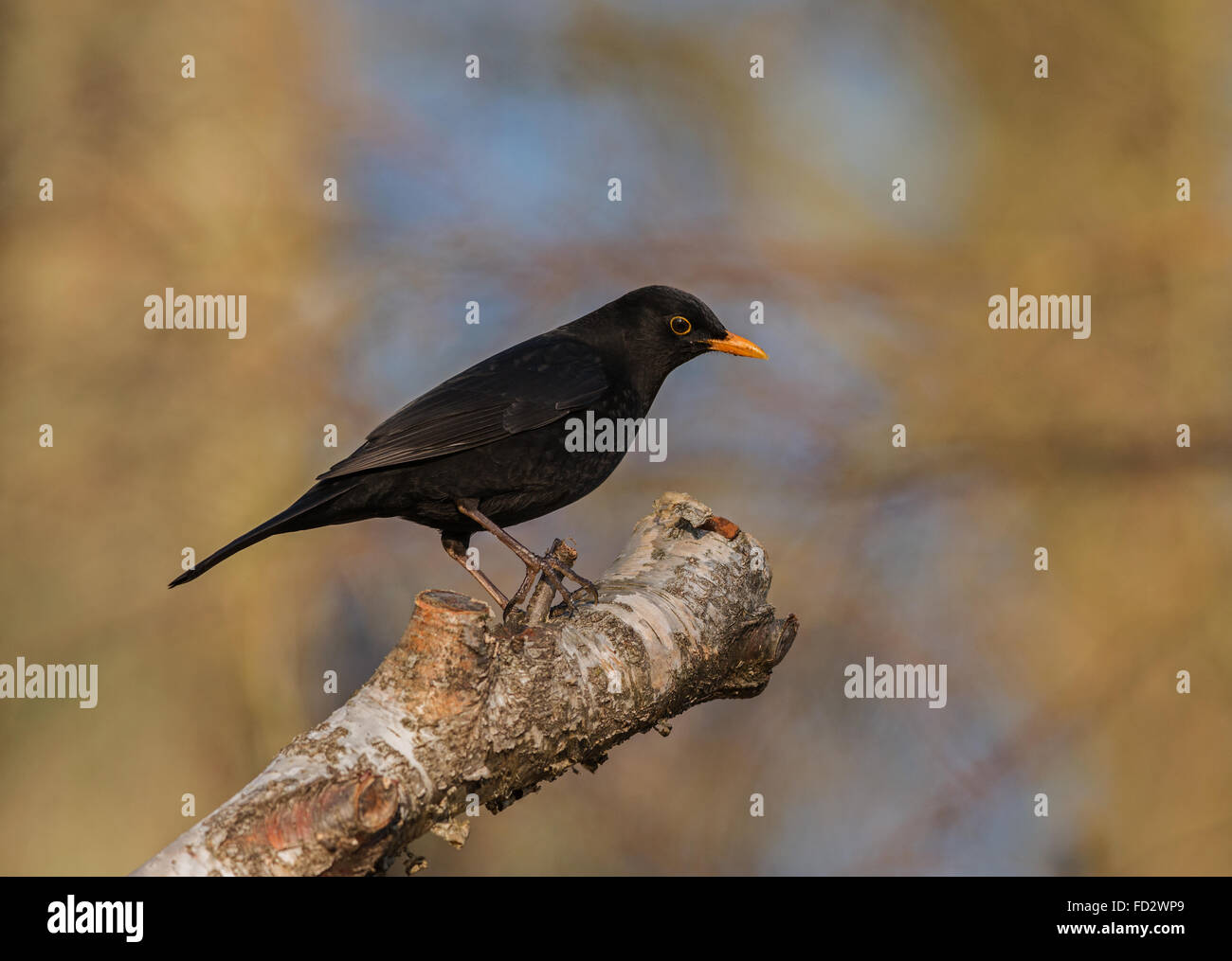 Blackbird Turdus merula perched on silver birch limb Stock Photo